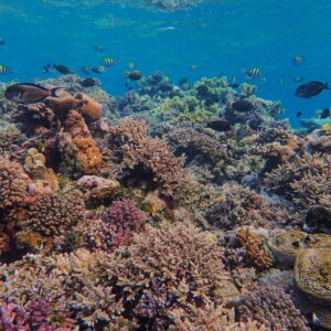 Tiran Island Snorkeling Trip – Sharm El Sheikh