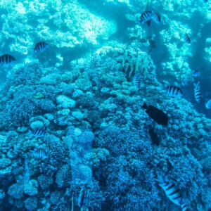 Ras Mohammed Standard Snorkeling Trip – Ras Mohammed National Park